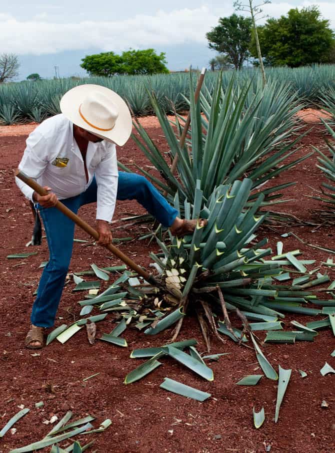 Tequila-Mexico-5