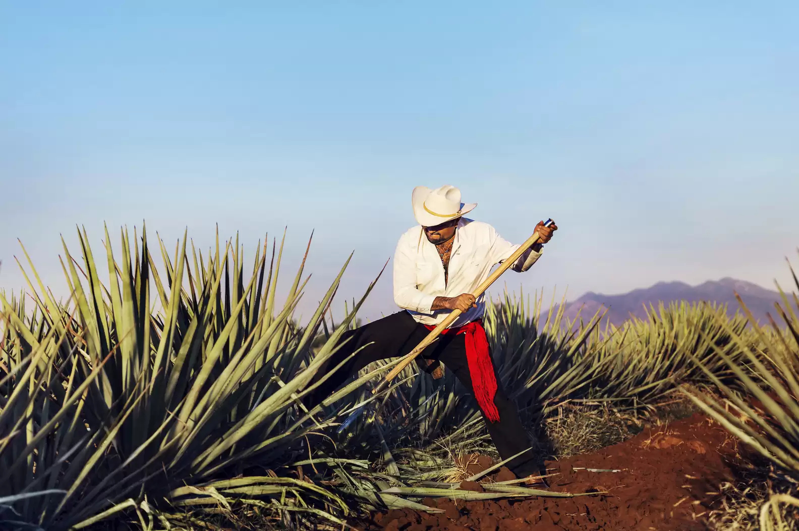 Tequila007
